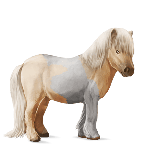 pony shetland light grey