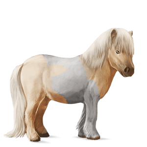 pony shetland cherry bay