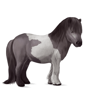 riding horse polish konik mouse grey