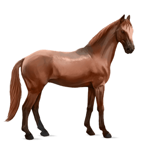 riding horse kwpn chestnut