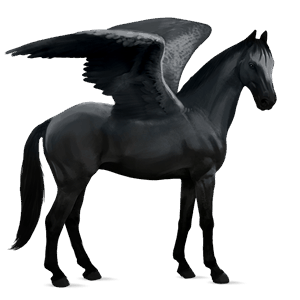 riding pegasus irish hunter black