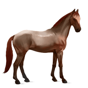 riding horse selle français strawberry roan