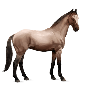 riding horse thoroughbred mouse grey