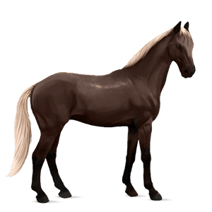 riding horse irish hunter cherry bay