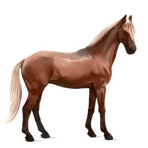 riding horse barb flaxen chestnut 