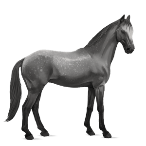 riding horse selle français dapple grey