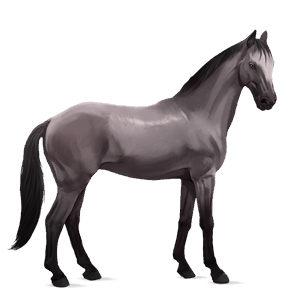 riding horse selle français dapple grey