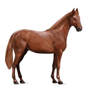 riding horse argentinean criollo chestnut