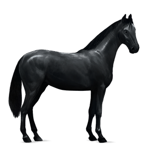 riding horse selle français black