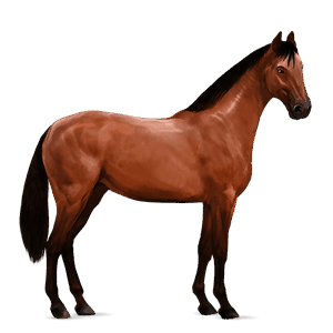 riding horse irish hunter cherry bay