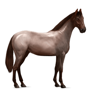 riding horse friesian black