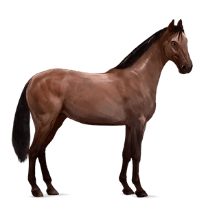 riding horse irish hunter dark bay
