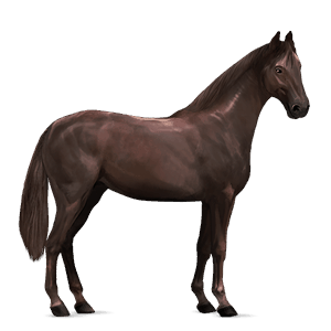 riding horse irish hunter liver chestnut