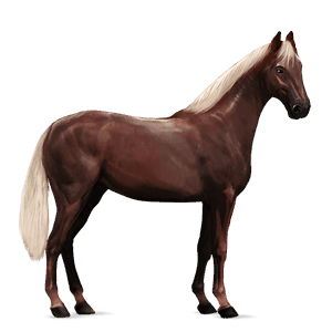 riding horse liver chestnut overo