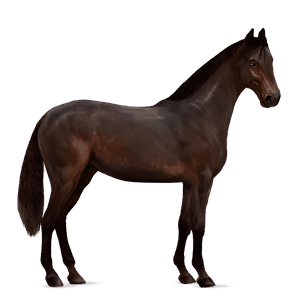riding horse german saddle horse dark bay