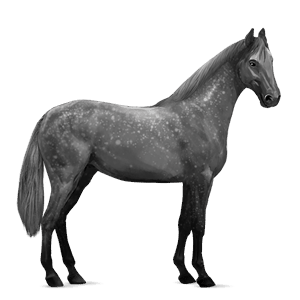 riding horse hanoverian dapple grey