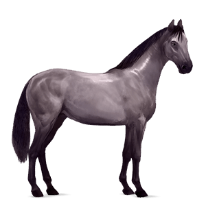 riding horse selle français mouse grey