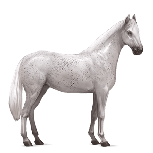 riding horse kwpn dapple grey
