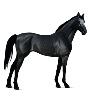 riding horse argentinean criollo black