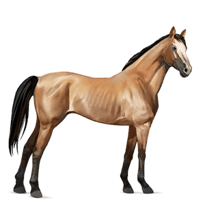 riding horse selle français liver chestnut