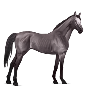 riding horse thoroughbred mouse grey