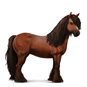 riding horse arabian horse cherry bay