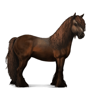 riding horse curly liver chestnut
