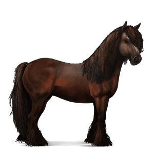 riding horse vanner black