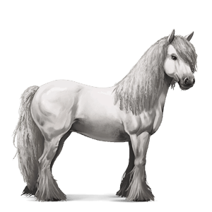 riding horse arabian horse fleabitten grey