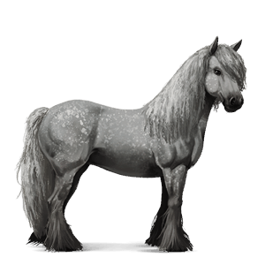 riding horse argentinean criollo roan