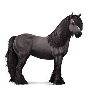 riding horse friesian black