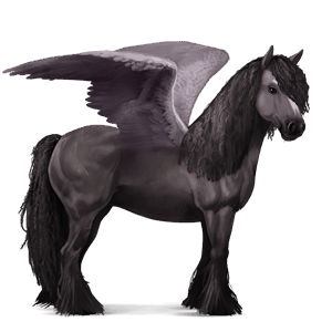 riding pegasus argentinean criollo black