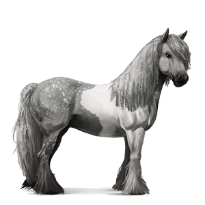 riding horse polish konik mouse grey