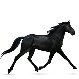 riding horse thoroughbred black