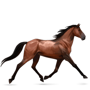riding horse selle français cherry bay
