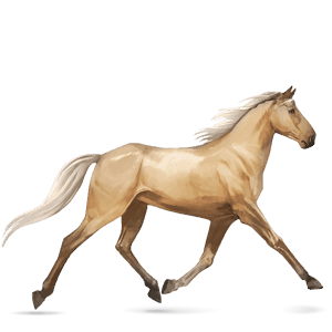 riding horse irish hunter black