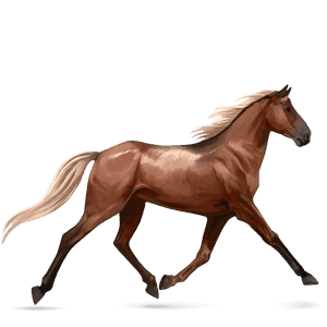 riding horse french trotter black