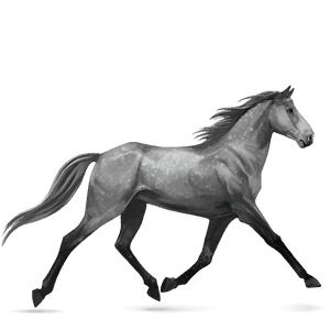 riding horse thoroughbred dapple grey
