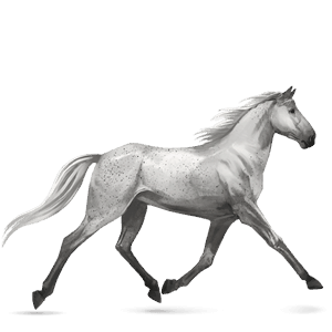 riding horse irish hunter light grey