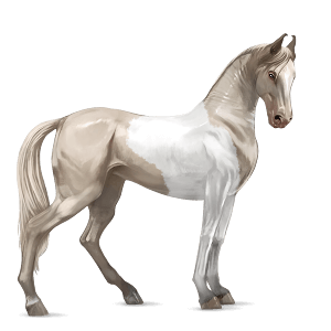 riding horse akhal-teke cremello