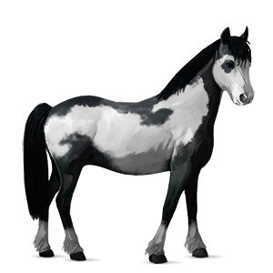 riding horse polish konik mouse grey