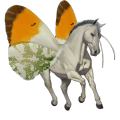 riding unicorn paint horse black overo