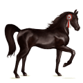riding horse selle français black