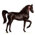 riding horse thoroughbred black