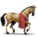 riding horse mustang dun spotted blanket