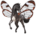 riding horse appaloosa black snowflake 