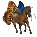pony brunblakk