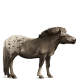 riding horse appaloosa chestnut spotted blanket 