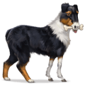 wild horse australian shepherd