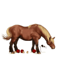 riding horse selle français strawberry roan